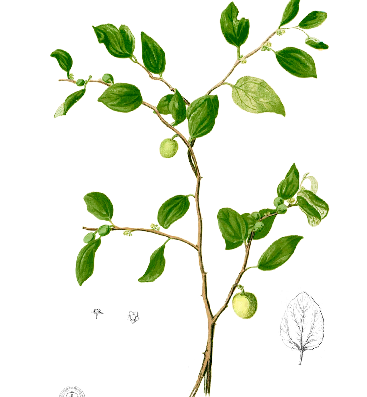 Granny Chen's Jujubes