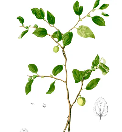 Granny Chen's Jujubes